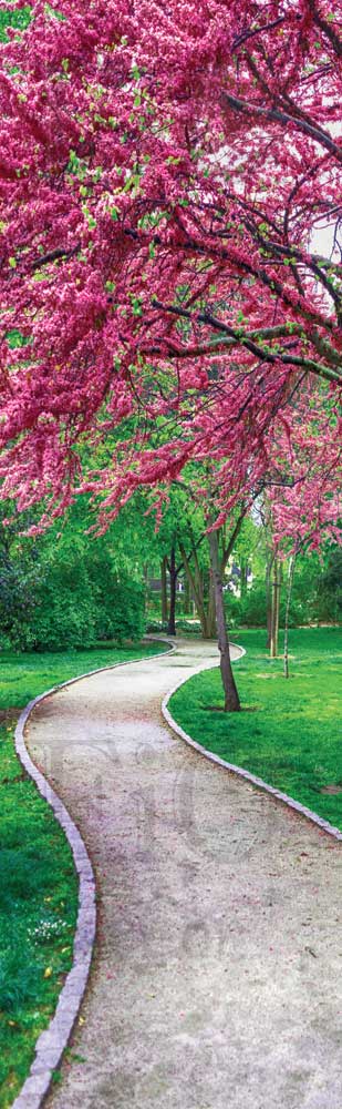 Viale alberato - NG-BIG125