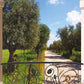 Tarrazzino sugli ulivi - WS-BIG328