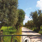 Tarrazzino sugli ulivi - WS-BIG328